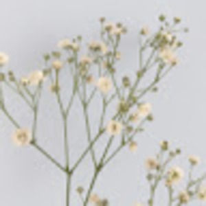 Meet your Posher, Lemon